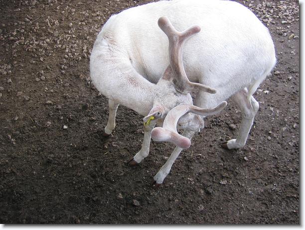 Diapositiva siguiente